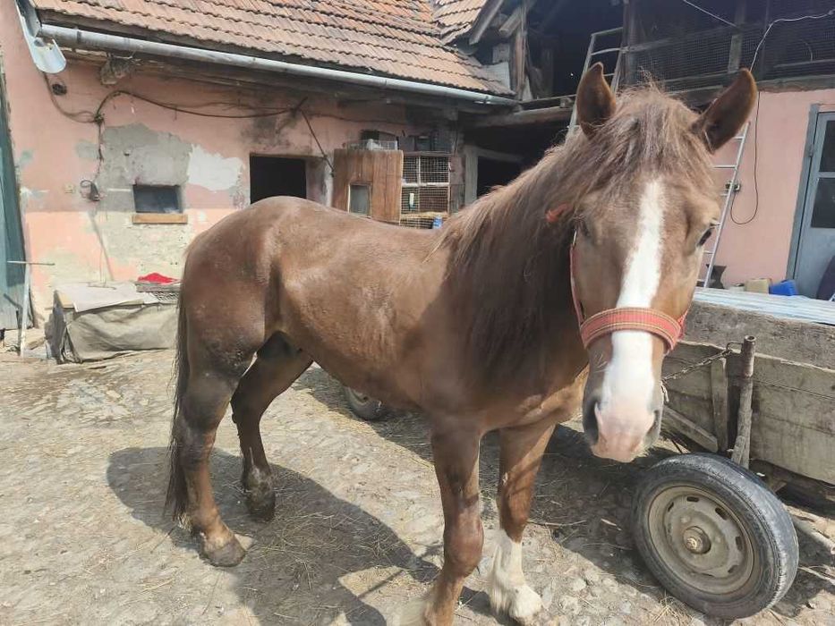 Vând armăsar de 3 ani