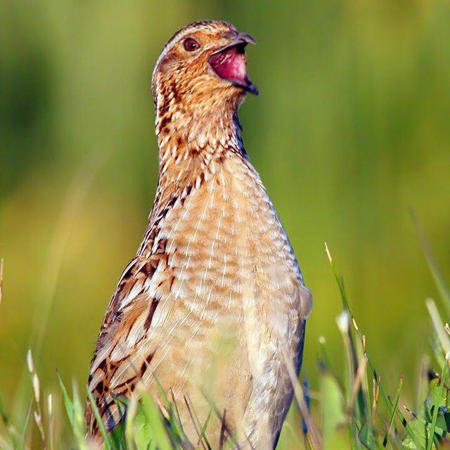 Sayrap turgan Bedanalar  sotiladi qovoqlari bilan Manzil Qoʻqonda
