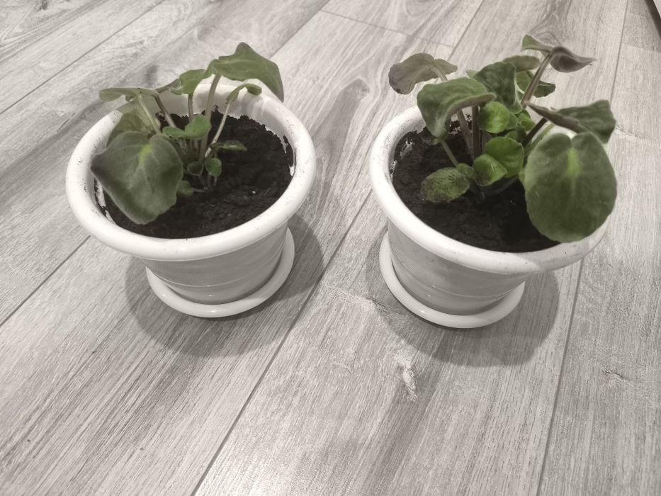 Продам цветы фиалки
