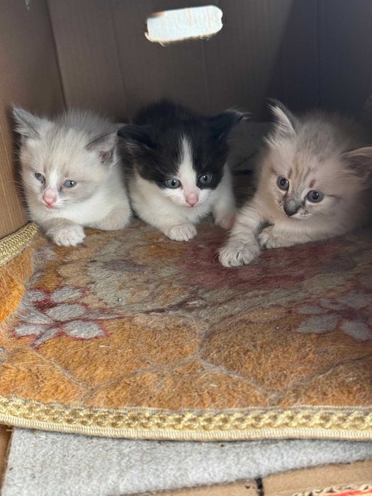 Отдам котят бесплатно
