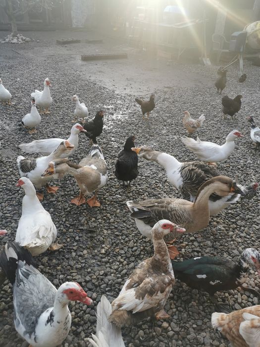 Rate românești și rățoi lesesti