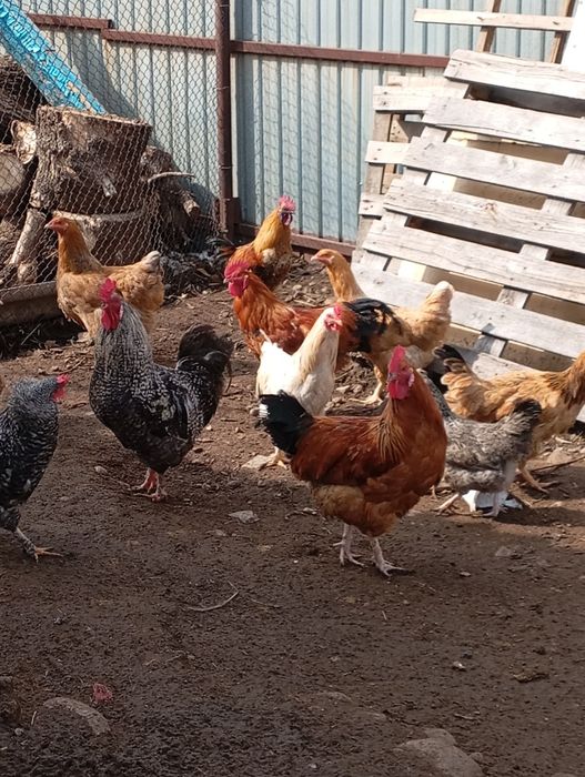 Срочно продам петухов