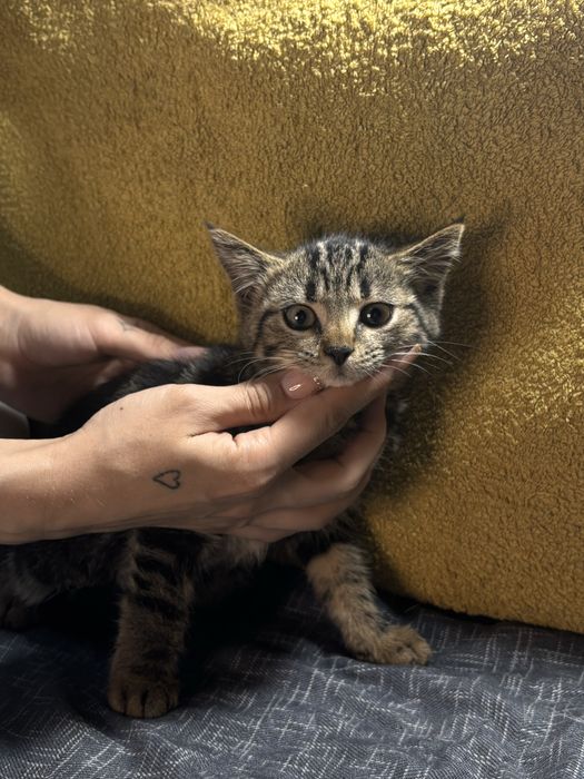 Котенок в хорошие руки!