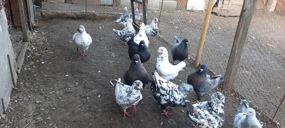 Vind păsări de tara