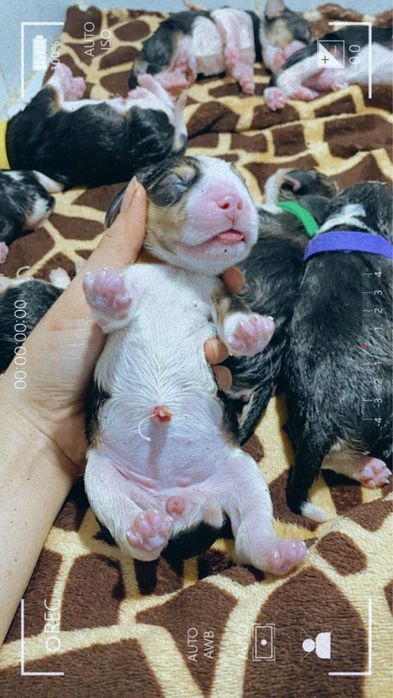 Ветеринар выезд на дом 24/7