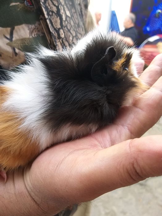 Продаются морские свинки