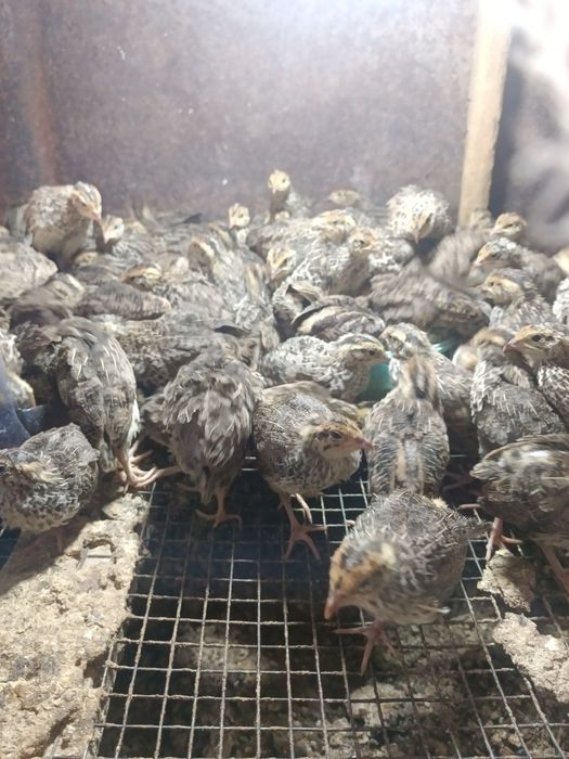 Продам двух недельных перепелок