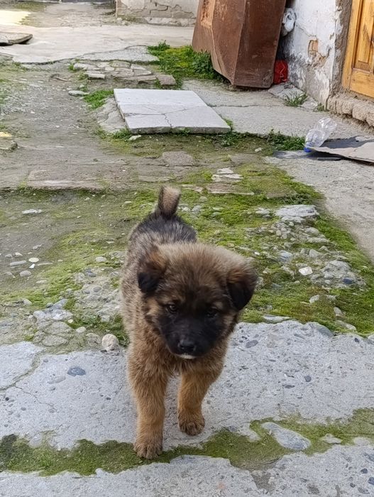 CHUPON IT 1 OYLIK tel qililar kelishamiz 300ming barter bor dakan juja