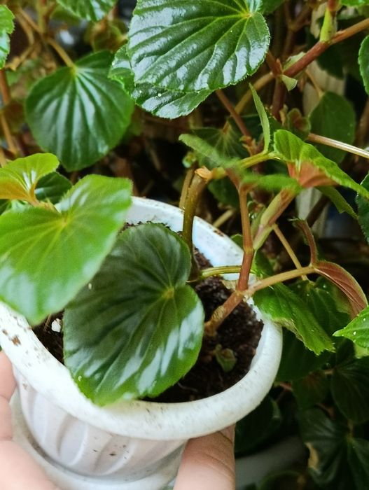 Вечноцветущая бегония