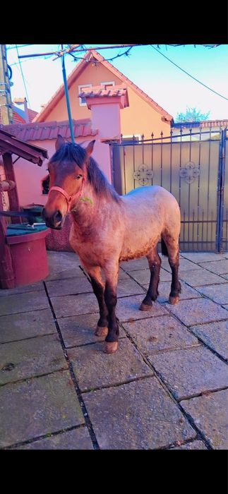 De vânzare mânz de 9 luni