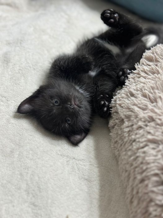 Котята шотландской кошки