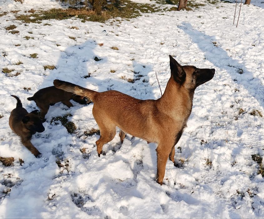 Бельгийский овчарка Малинуа