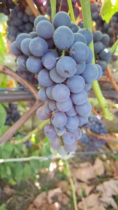 Продадим виноград прямо с куста