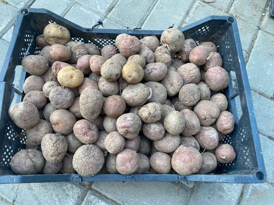 Продам семенной картофель