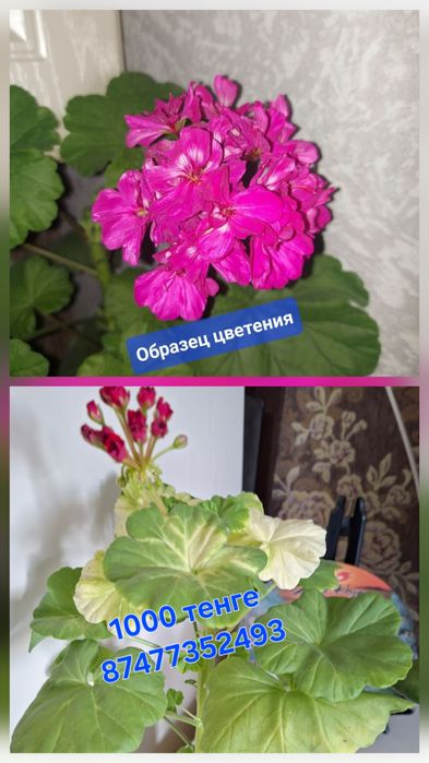 Продам герань цвета фуксия