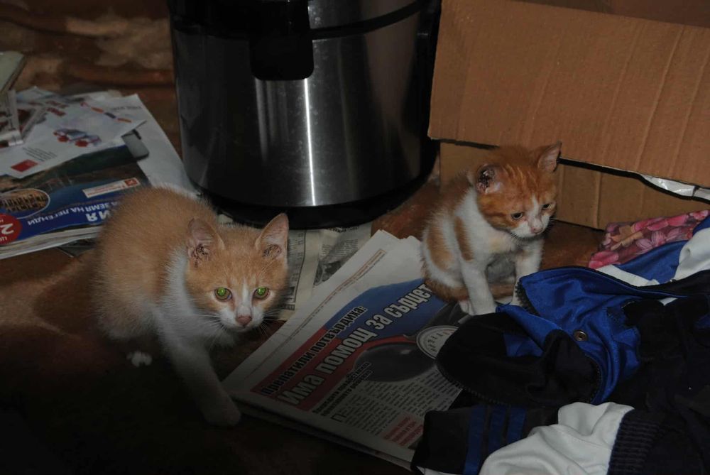 Подарявам котенца