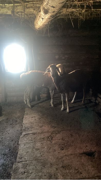 Тоқтылар сатам екі бас
