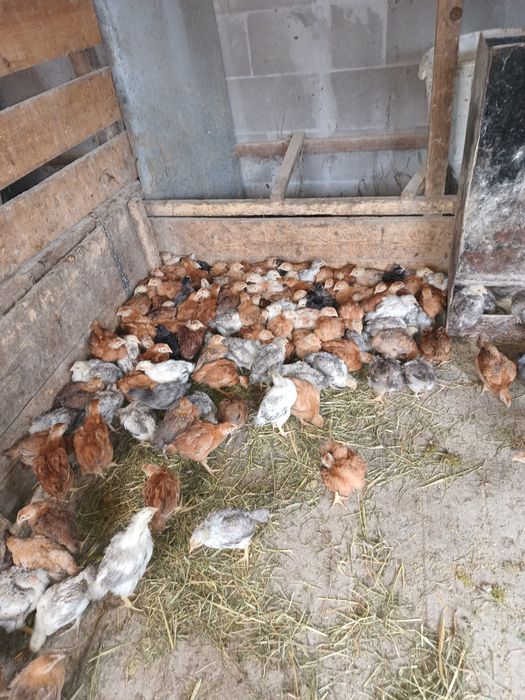 Pui mari albi de carne și rasa mixta cabir