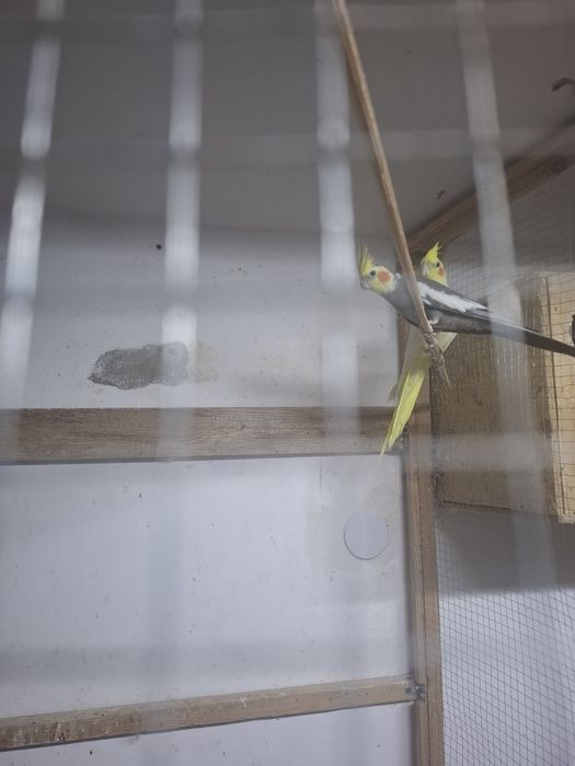 Попугаи карелы ,певчие