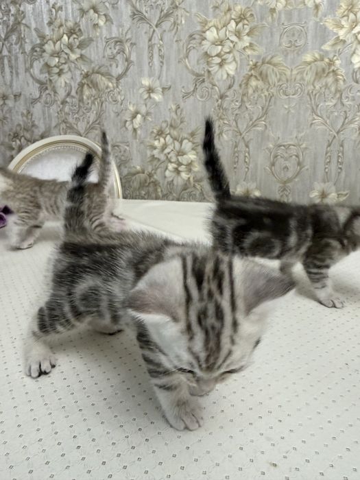 продаются котята 1,5мес