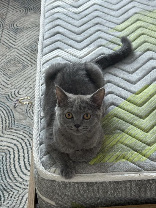 Skotish Strite parodali