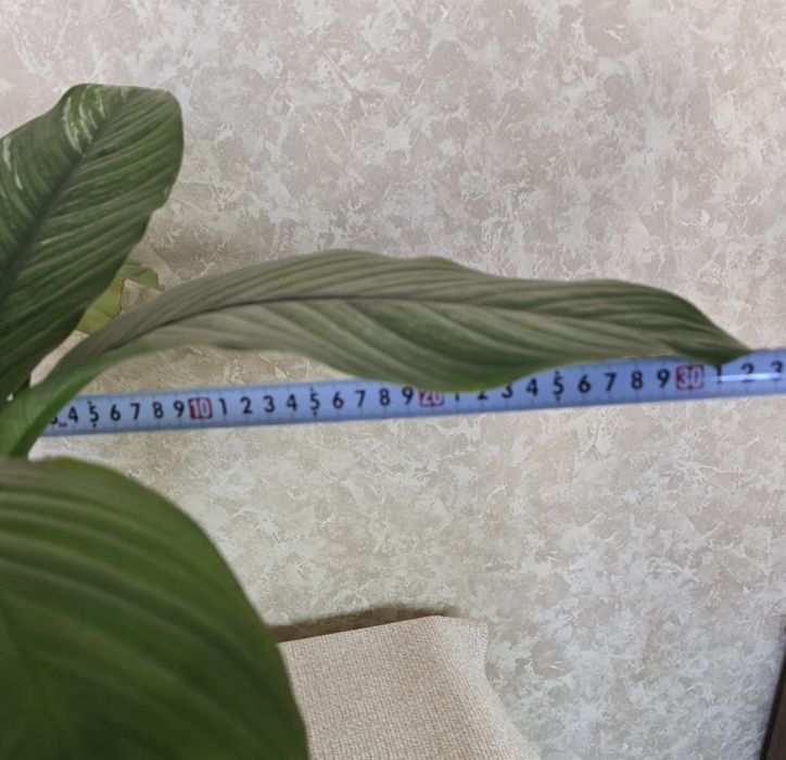 Спатифиллум вариегатный