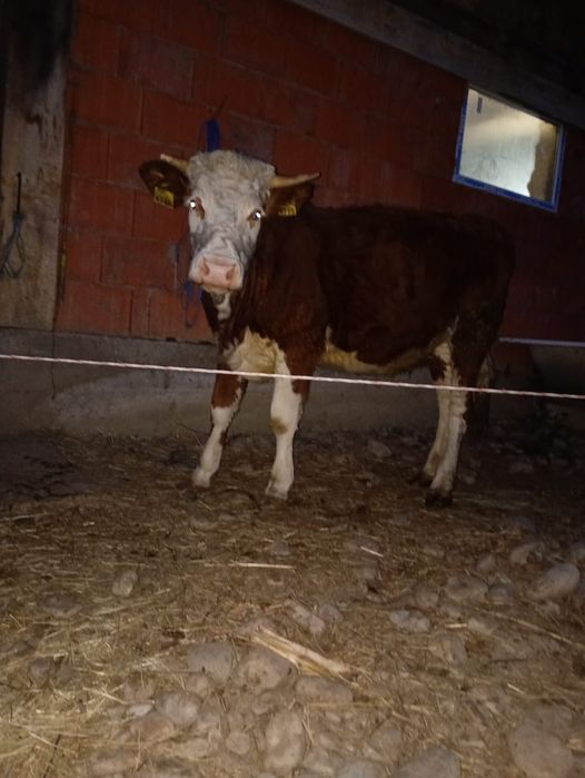 Vând junincă de un an și trei luni