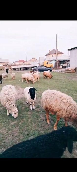 Қозылы қой сатылады