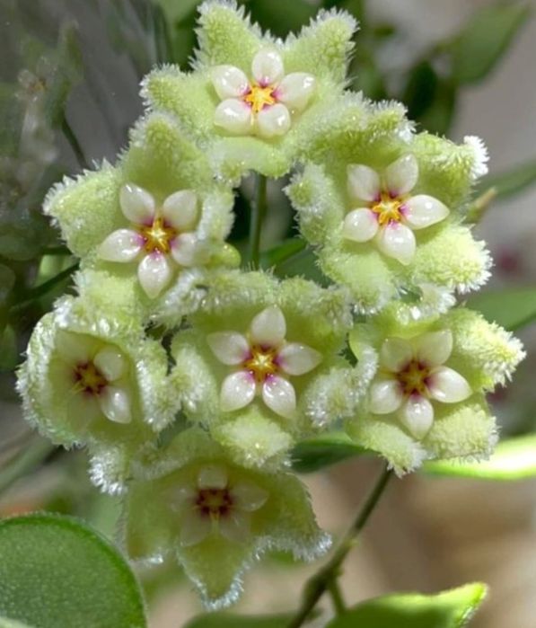 Hoya,  Lacrima Maicii Domnului