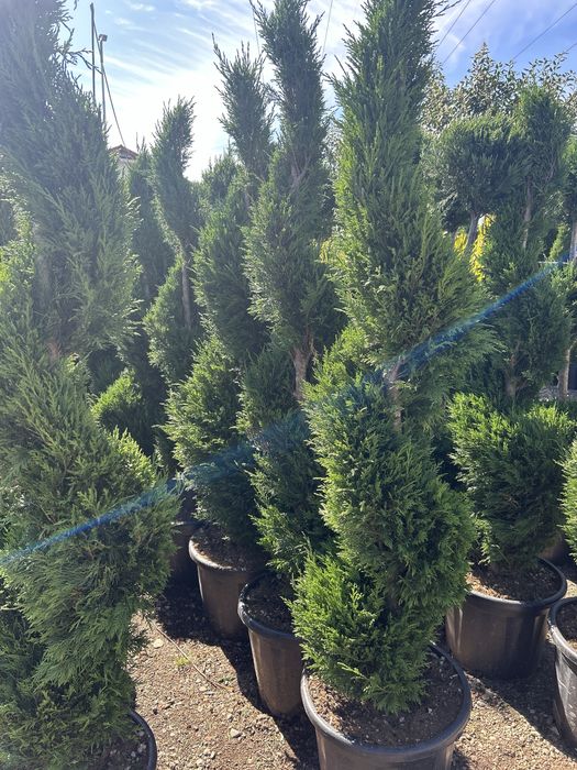 Plante de vanzare
