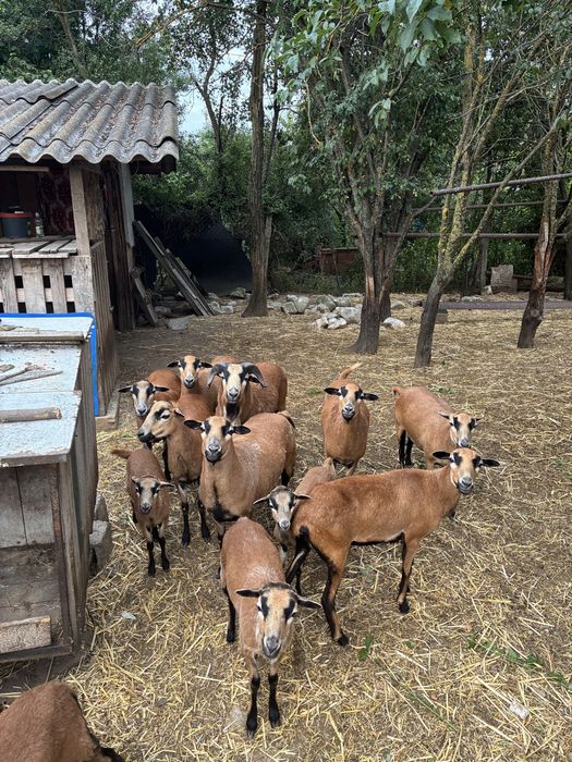 Vand Oi rasa Camerun