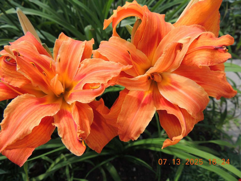 Лилейники сортовые