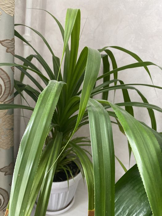 Продам алое 5 лет в горшке
