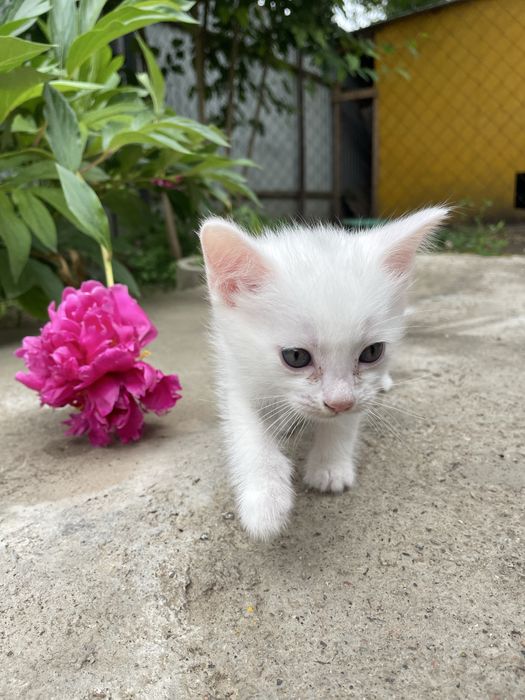 Отдам котенка в добрые руки