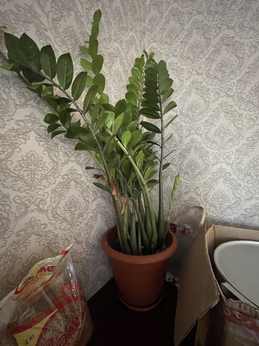 Комнатные растение