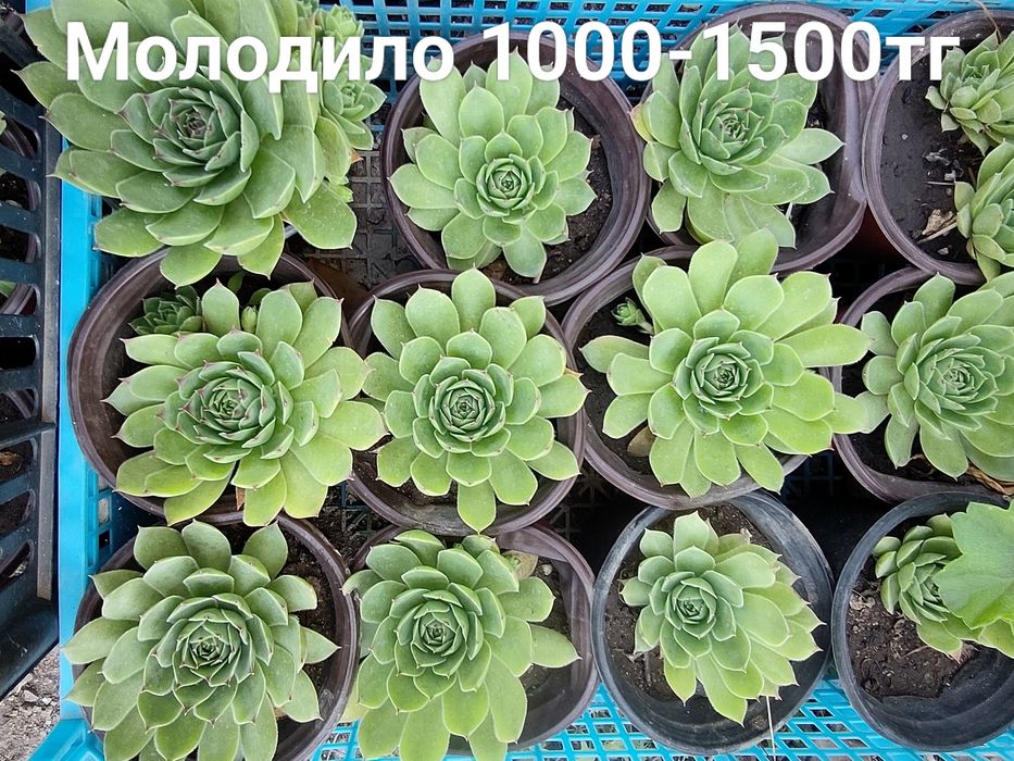 Продам молодило, колеус, сциндапсус