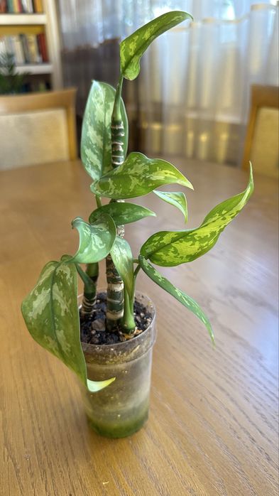 Аглаонема Мария 4 расчения в горшке