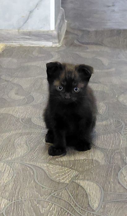 Вислоухий шотландский котенок