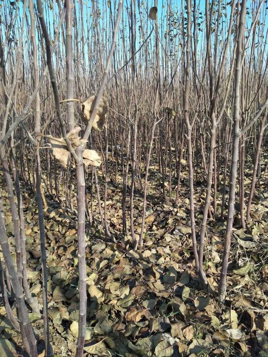 Павлония,КлёнБаграни,Тераг,Чинор,Каштан,Липа,декор кучат