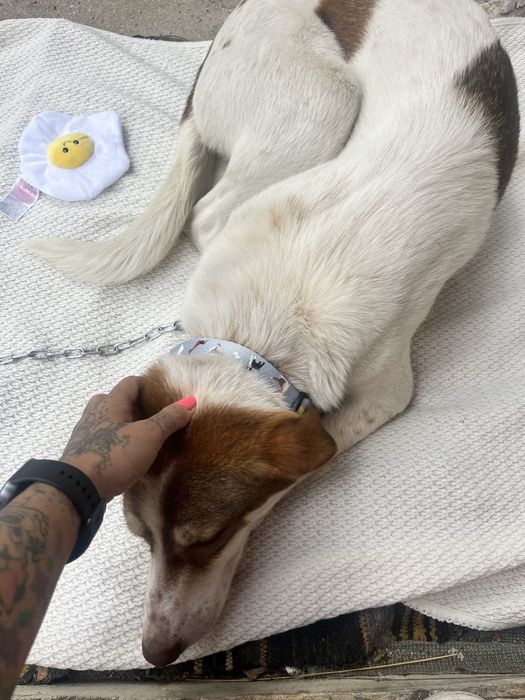 Подарява се мъжко куче