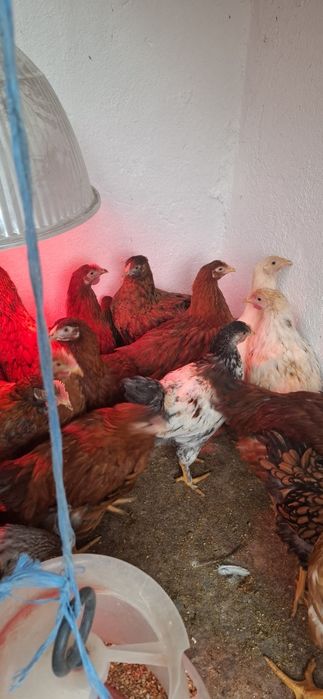 Vand Pui Rasă Mixta