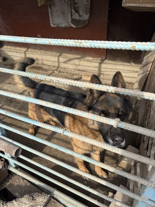 Продам овчарку в хорошие руки