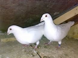 Vând porumbei voiajori albi