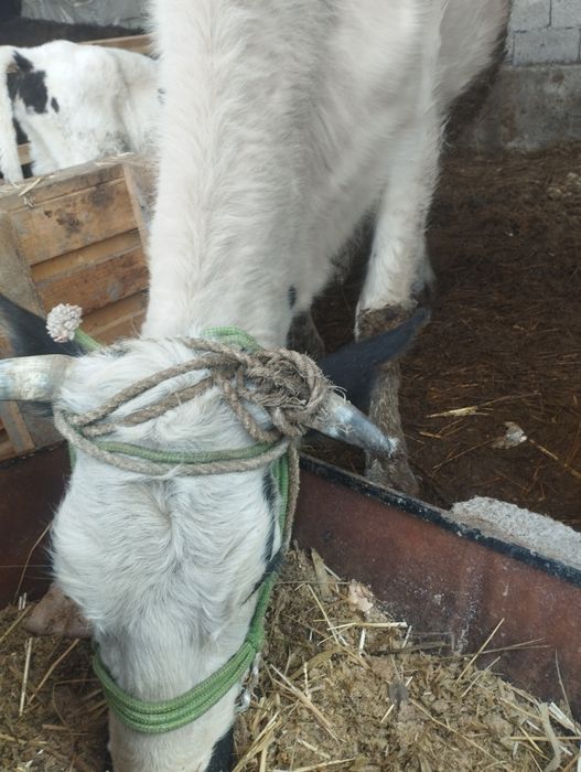 ona bola sigir  sotiladi