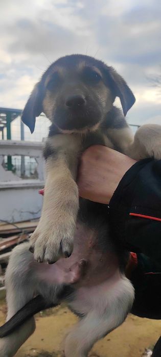 Милые щенки в поисках любящих хозяев
