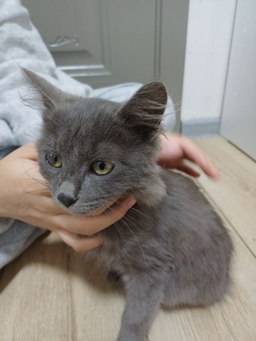 Котенок, мальчик. Отдам за 1000