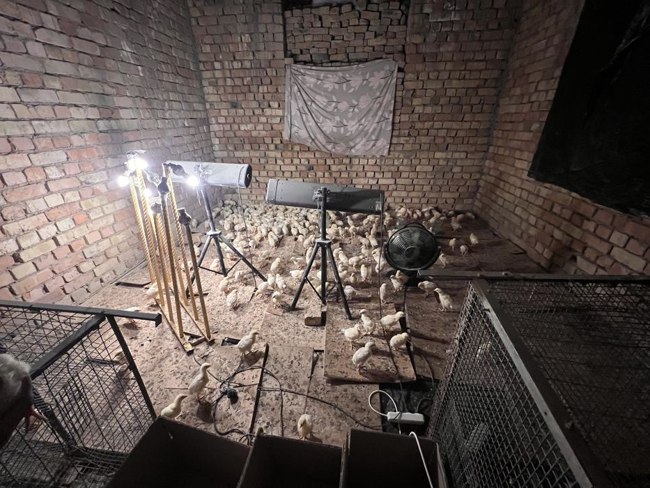 Joja broller sogʻlom