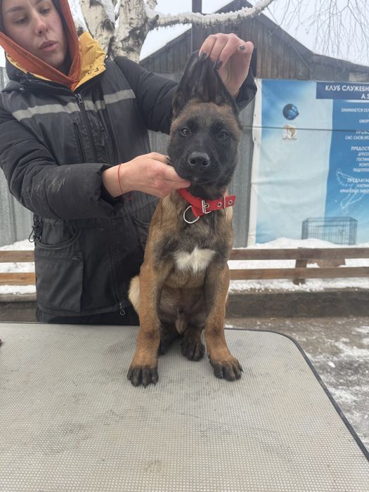 Малинуа , бельгийская овчарка