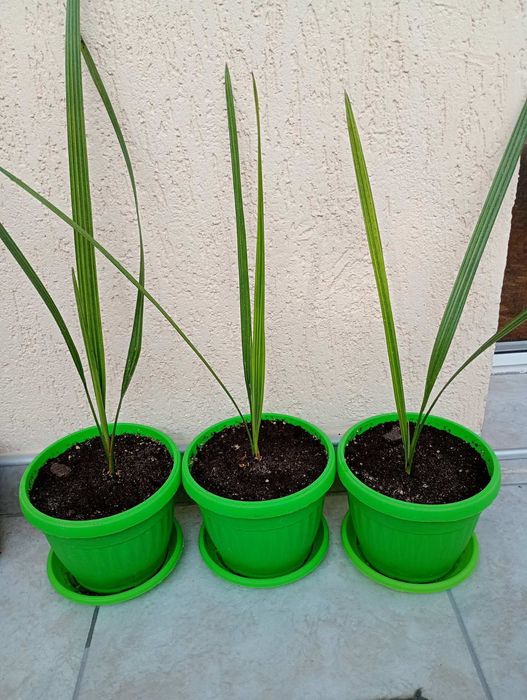 Продавам малки палми