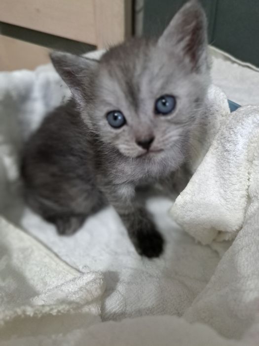 Животные котята .